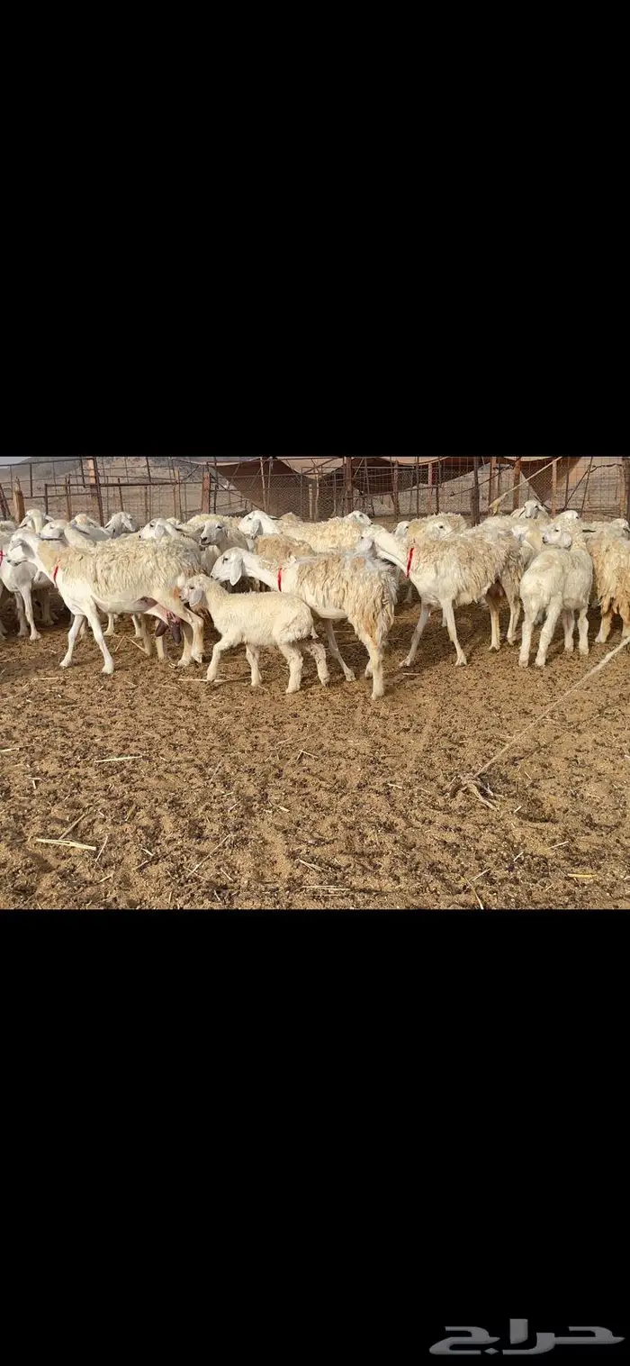 غنم خلفات 53 تحتها 53 صنف فاخر 15