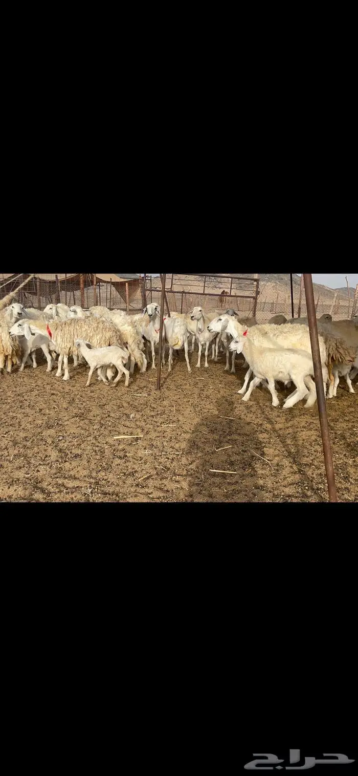 غنم خلفات 53 تحتها 53 صنف فاخر 16