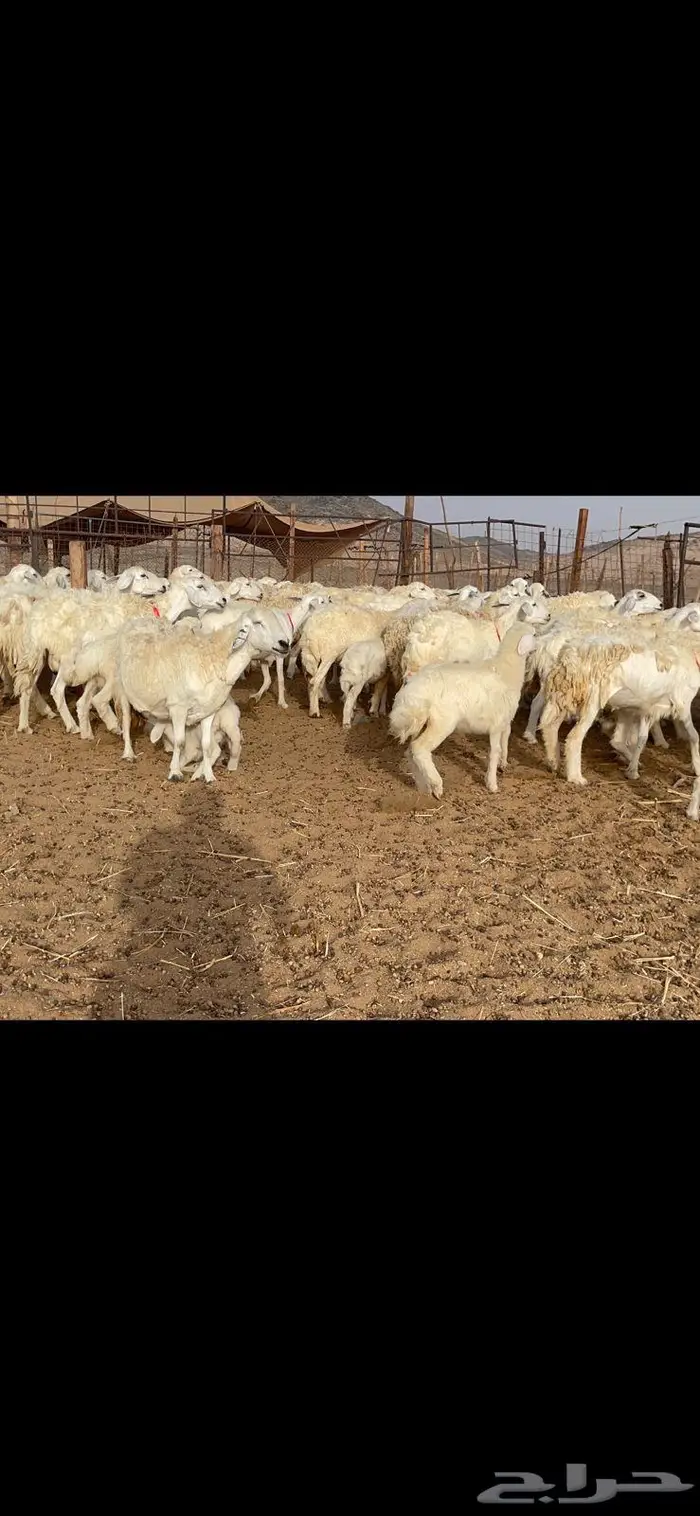 غنم خلفات 53 تحتها 53 صنف فاخر 17