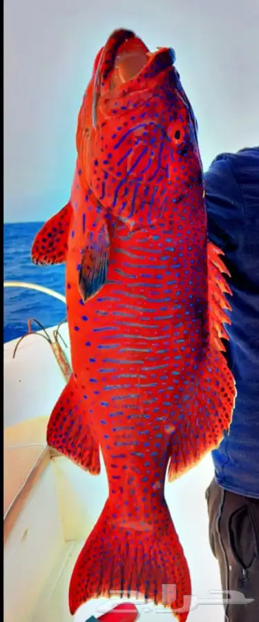 رحلات صيد ابحر 2