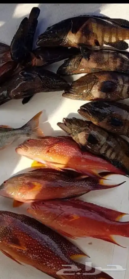 رحلات صيد بحرية 0