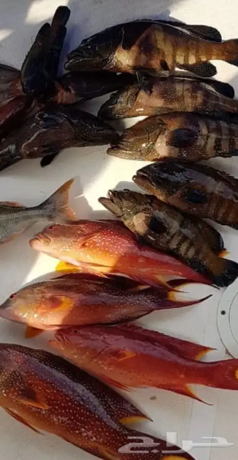 رحلات صيد ابحر 0