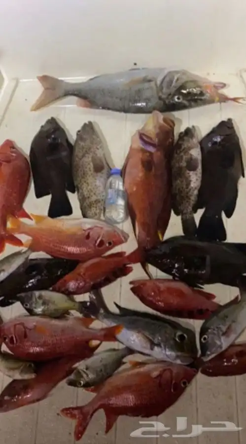 رحلات صيد ابحر 3