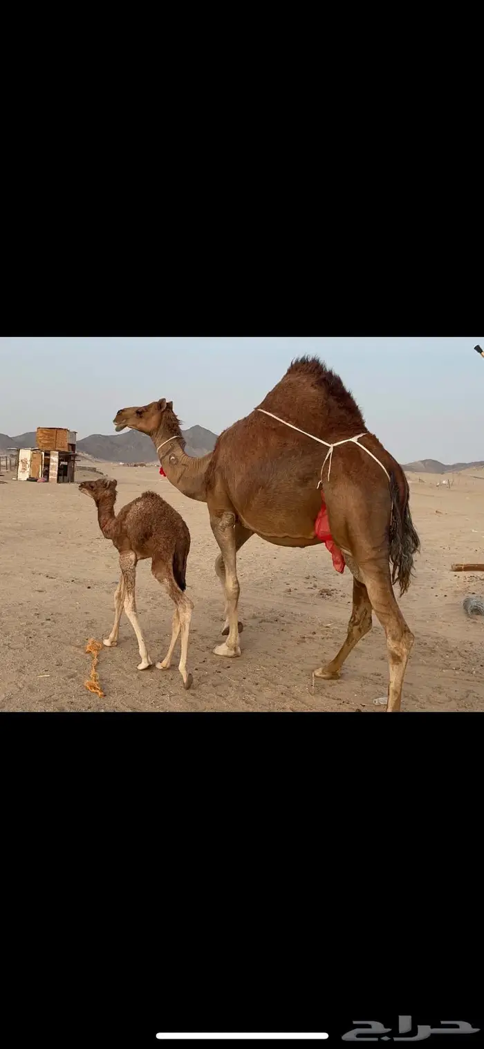 ناقه خلفه فارعه لاهل الزين 2