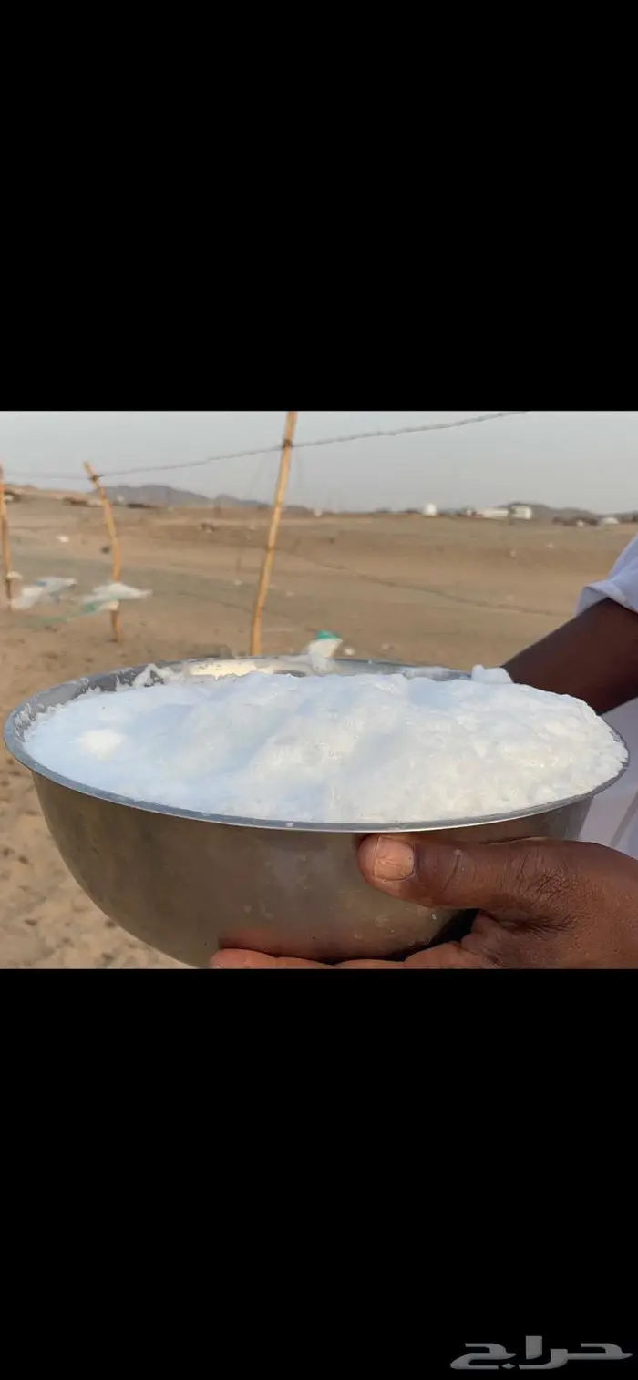 ناقه خلفه فارعه لاهل الزين 3