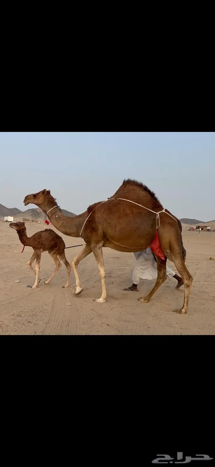 ناقه خلفه فارعه لاهل الزين 4