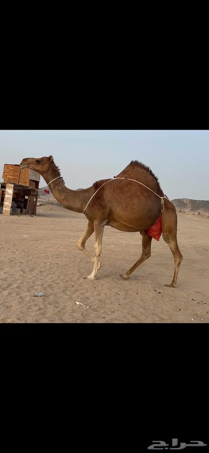 ناقه خلفه فارعه لاهل الزين 5