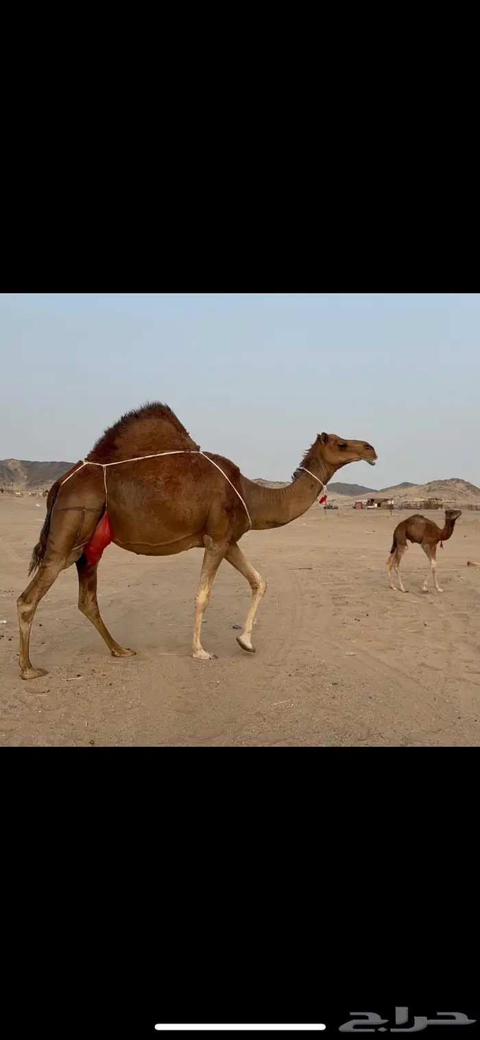 ناقه خلفه فارعه لاهل الزين 6