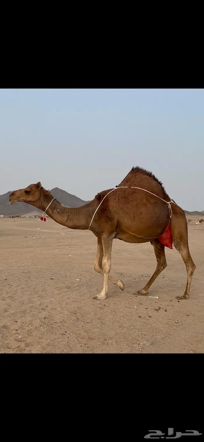 ناقه خلفه فارعه لاهل الزين 7