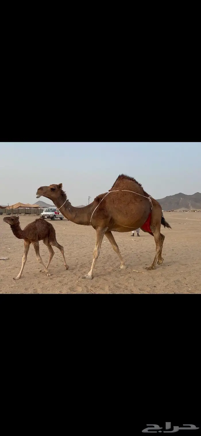 ناقه خلفه فارعه لاهل الزين 8