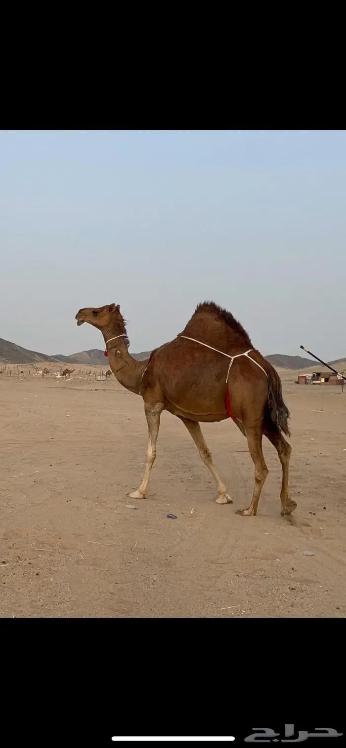 ناقه خلفه فارعه لاهل الزين 9