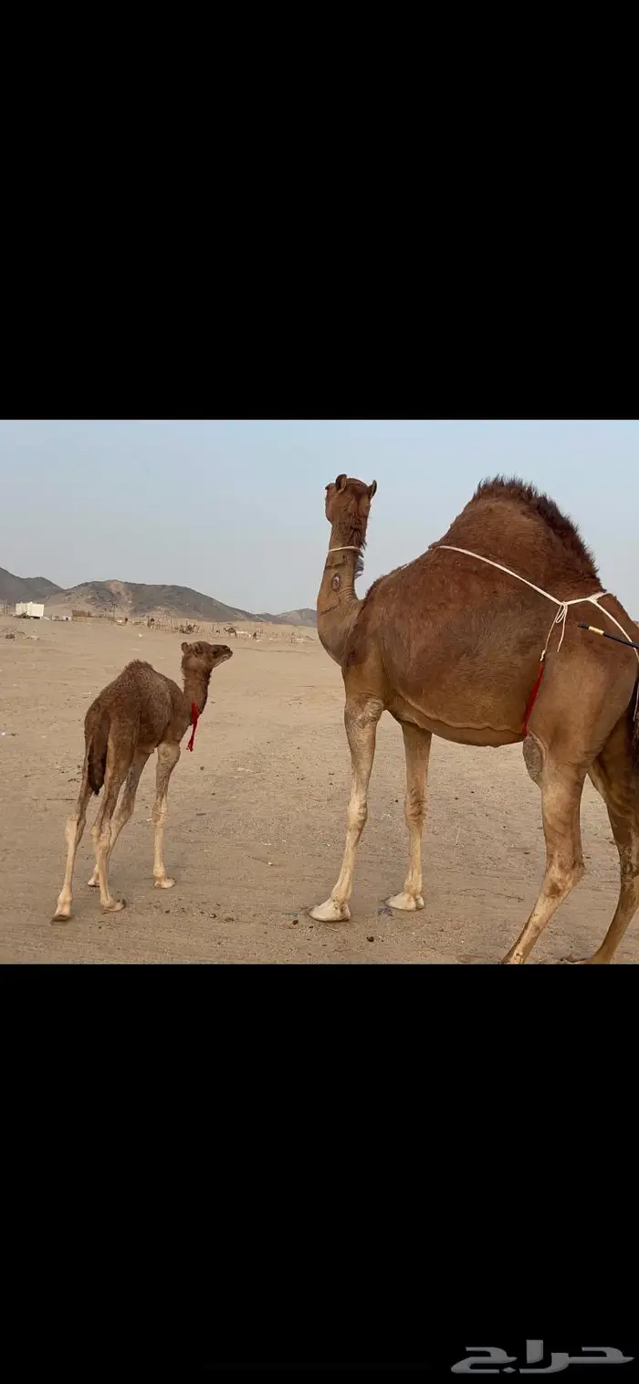 ناقه خلفه فارعه لاهل الزين 0