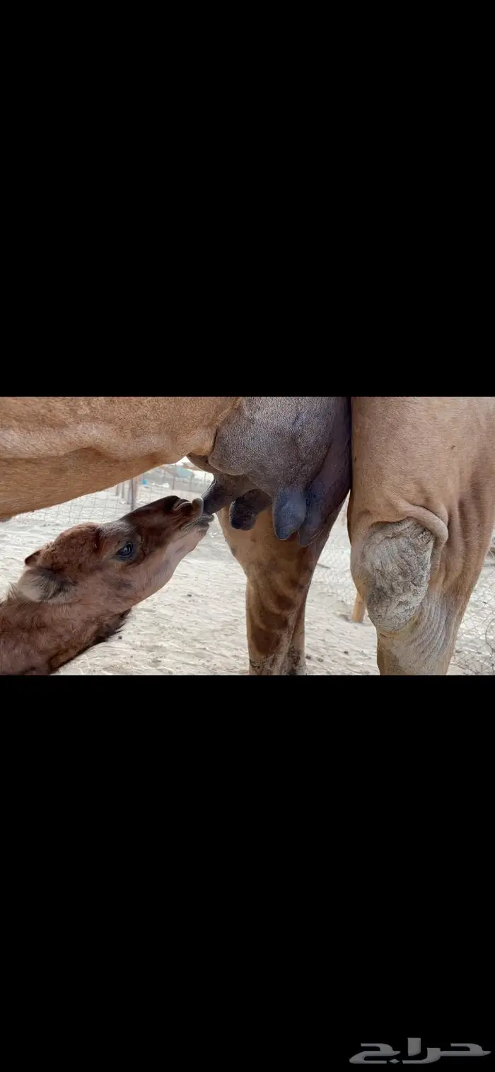 ناقه خلفه فارعه لاهل الزين 1