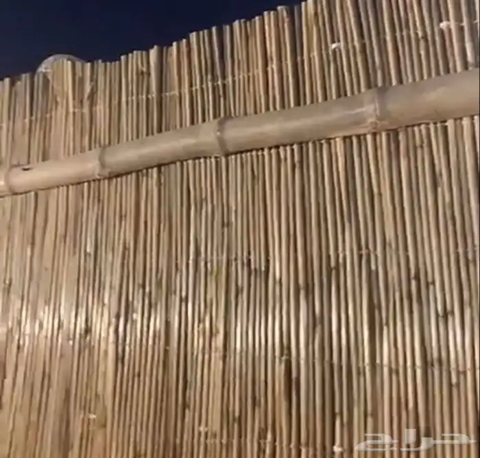 خيزران حسير 15