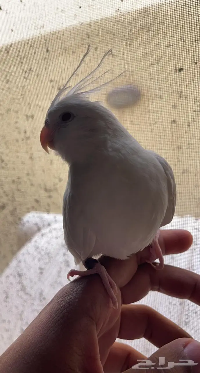 كروان البينو 1