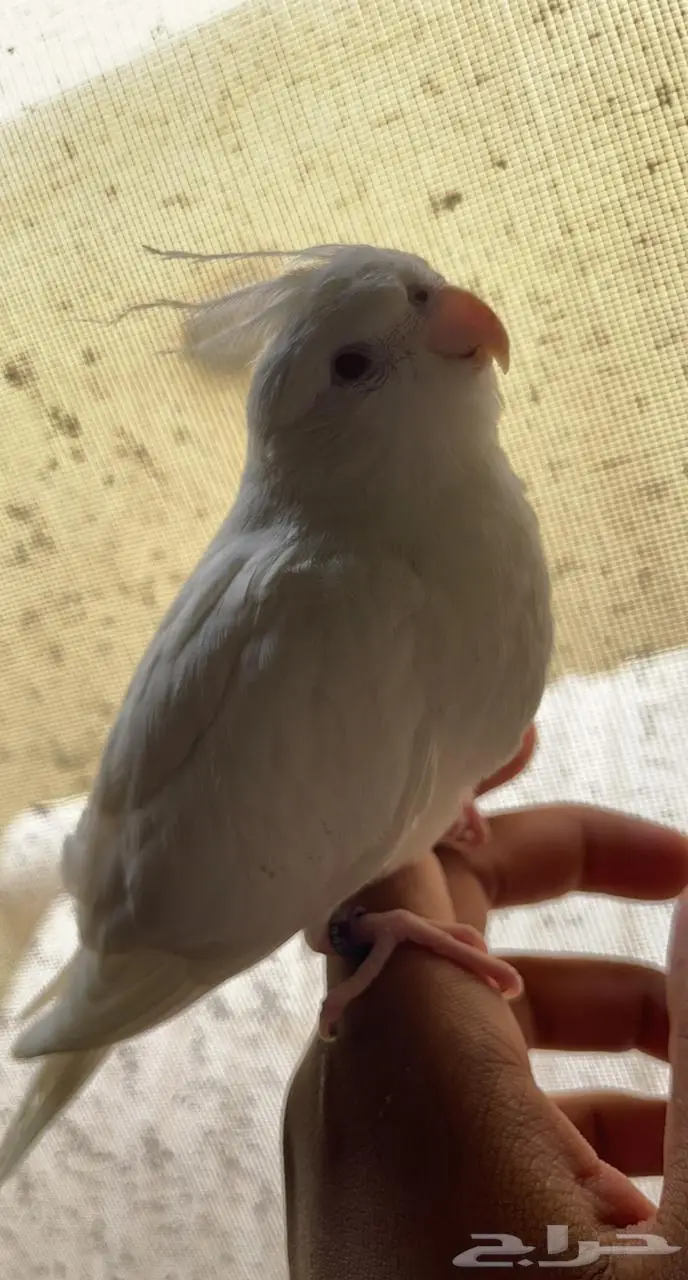 كروان البينو 2