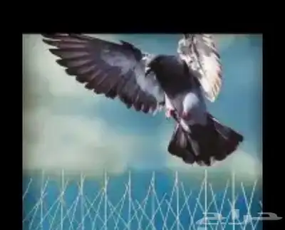 طارد حمام شبك اشواك حمام 2