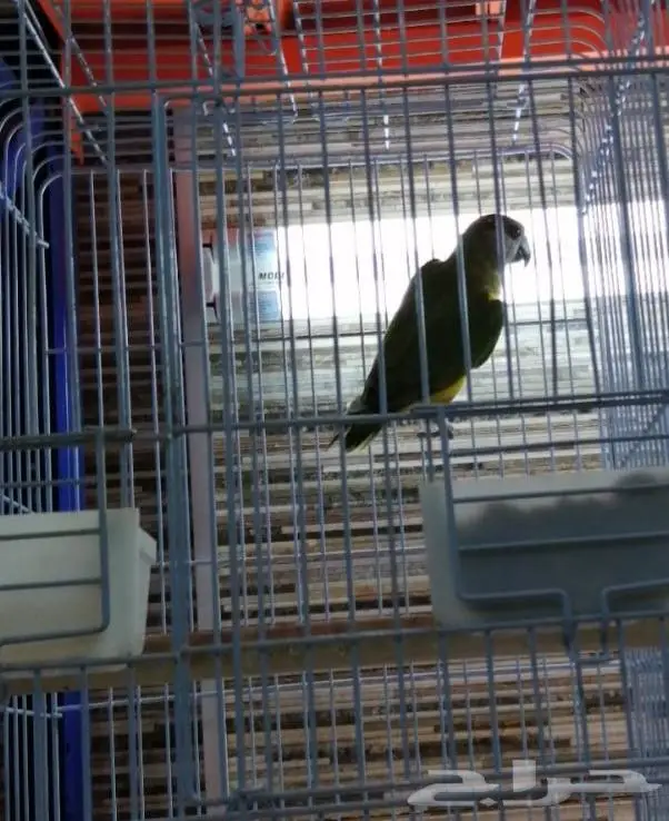 جديد مستلزمات طيور وقطط وهامستر وسلاحف نوادر 4