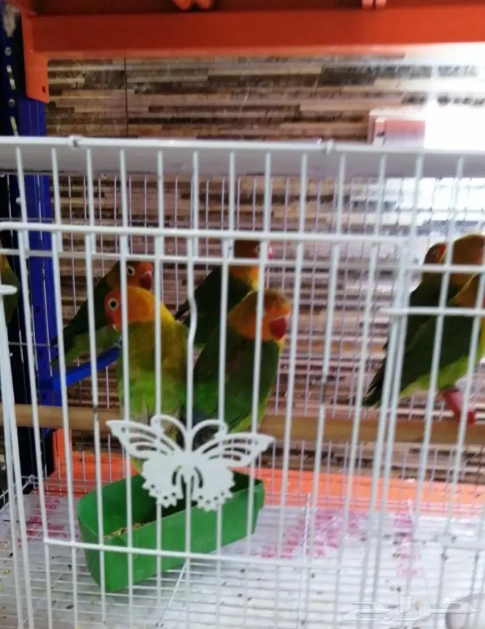 جديد مستلزمات طيور وقطط وهامستر وسلاحف نوادر 8