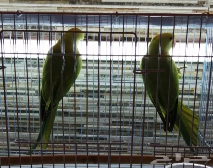 جديد مستلزمات طيور وقطط وهامستر وسلاحف نوادر 3