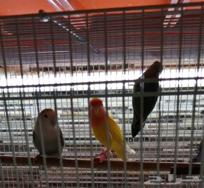 جديد مستلزمات طيور وقطط وهامستر وسلاحف نوادر 6