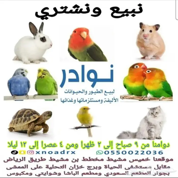 جديد مستلزمات طيور وقطط وهامستر وسلاحف نوادر 22