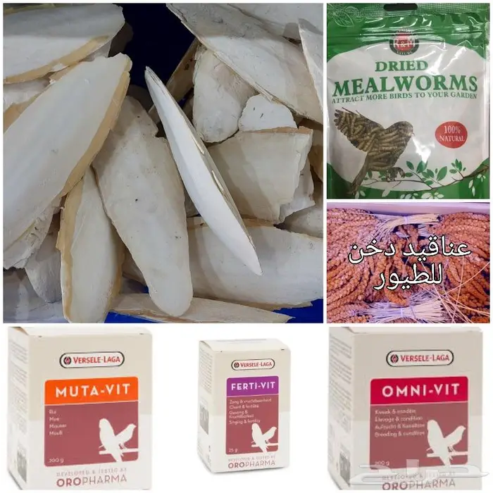 جديد مستلزمات طيور وقطط وهامستر وسلاحف نوادر 28