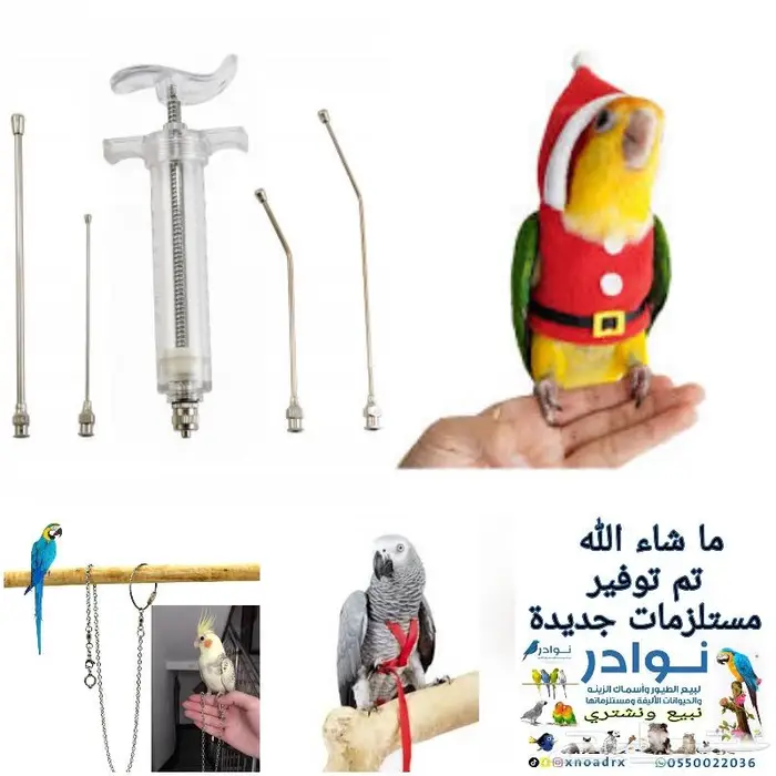 جديد مستلزمات طيور وقطط وهامستر وسلاحف نوادر 33