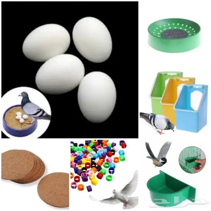 جديد مستلزمات طيور وقطط وهامستر وسلاحف نوادر 35