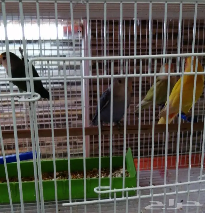 جديد مستلزمات طيور وقطط وهامستر وسلاحف نوادر 7