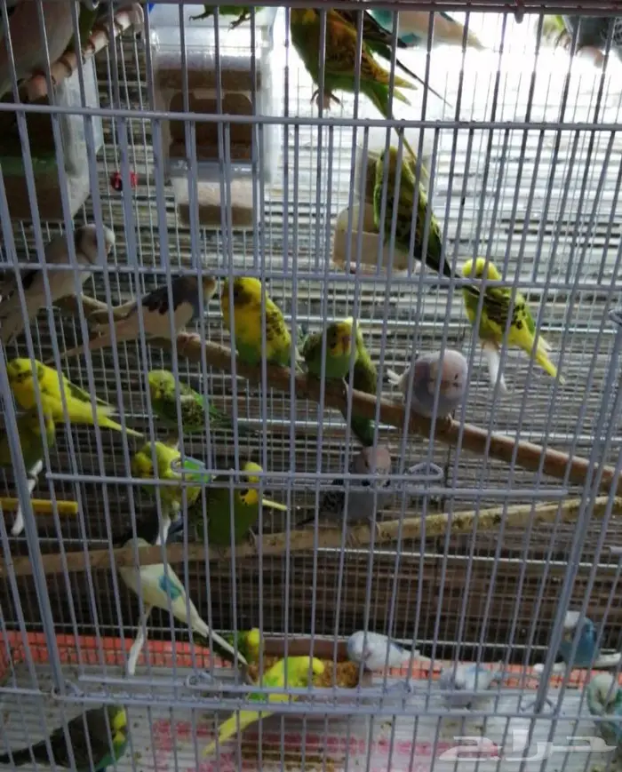 جديد مستلزمات طيور وقطط وهامستر وسلاحف نوادر 5