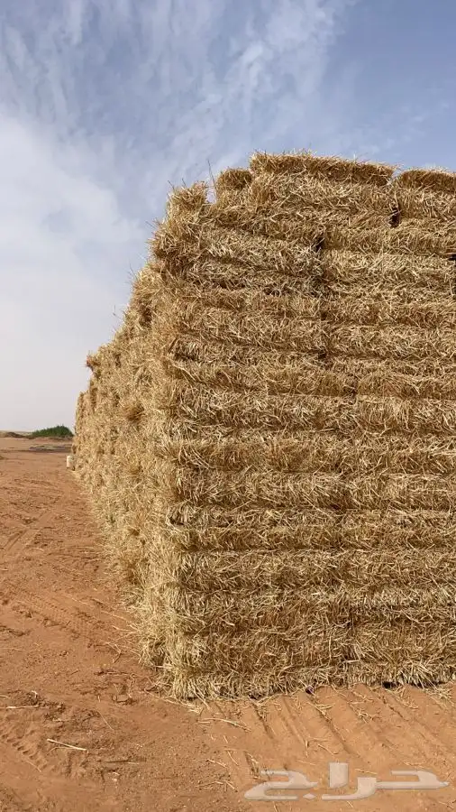 تبن قمح فيه نسبة قمح 3