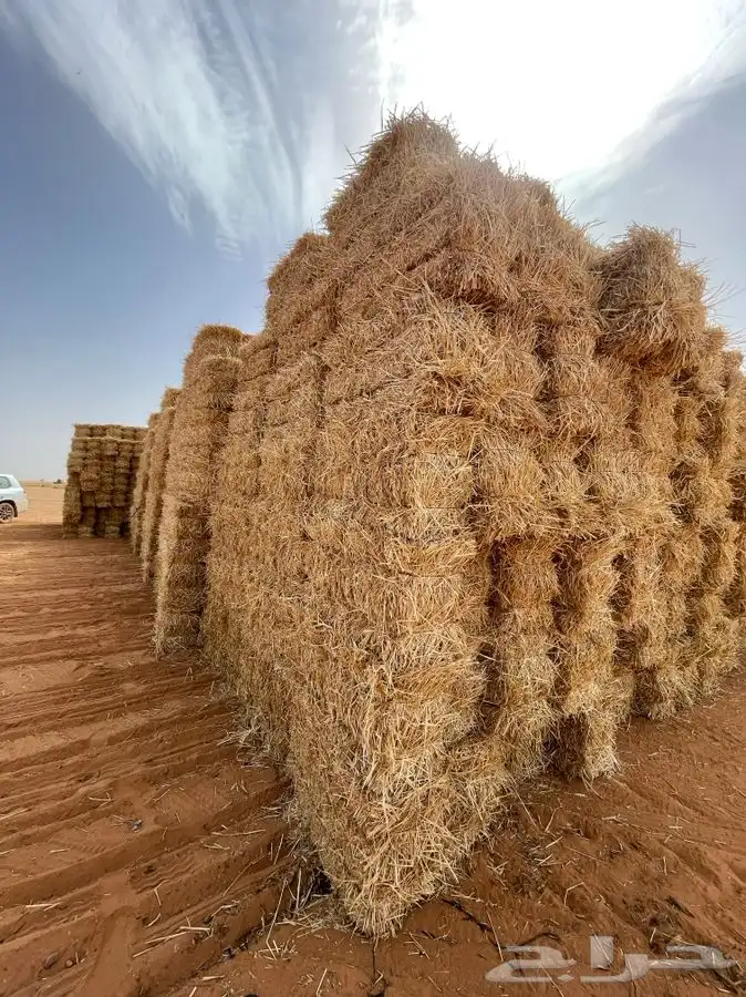 تبن قمح فيه نسبة قمح 1