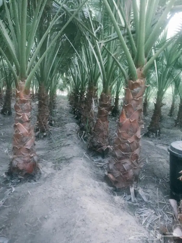 نبيع نخيل الواشنطونيا واشجار الزينه 5