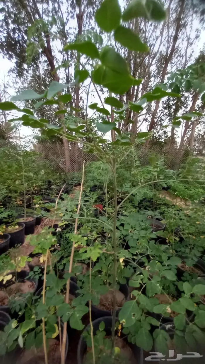 نبيع نخيل الواشنطونيا واشجار الزينه 6