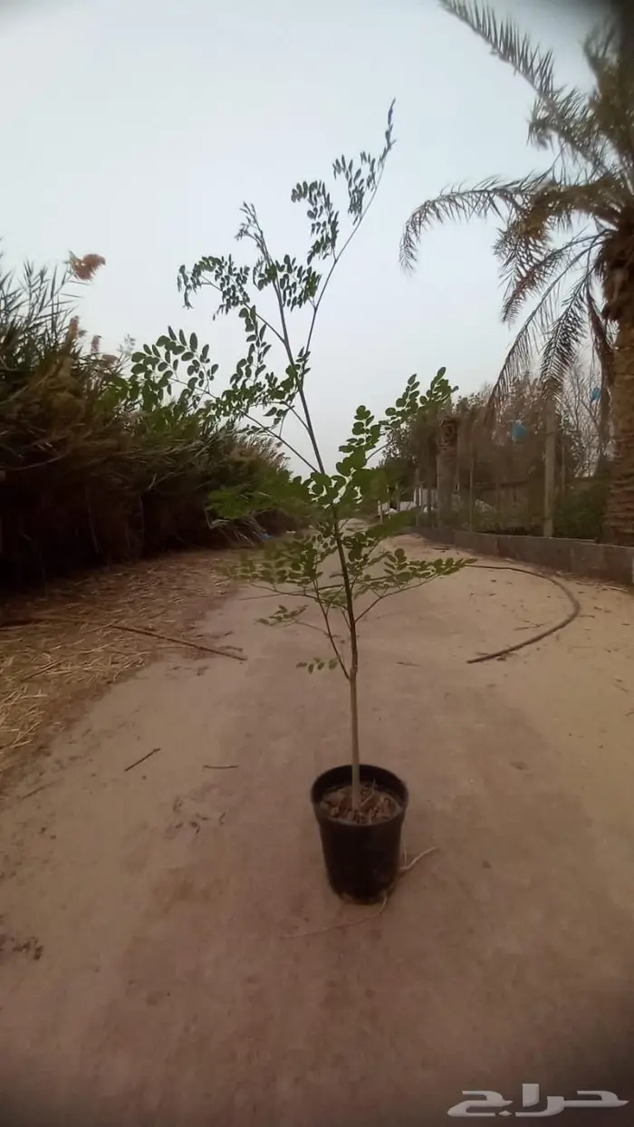 نبيع نخيل الواشنطونيا واشجار الزينه 7