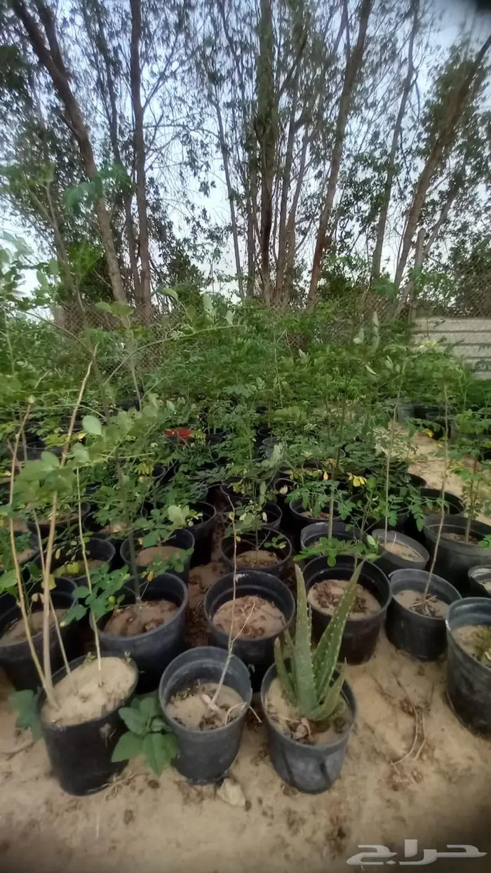 نبيع نخيل الواشنطونيا واشجار الزينه 8