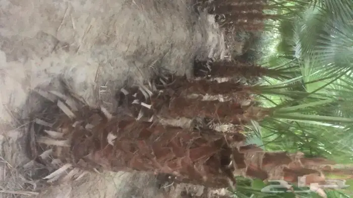 نبيع نخيل الواشنطونيا واشجار الزينه 3