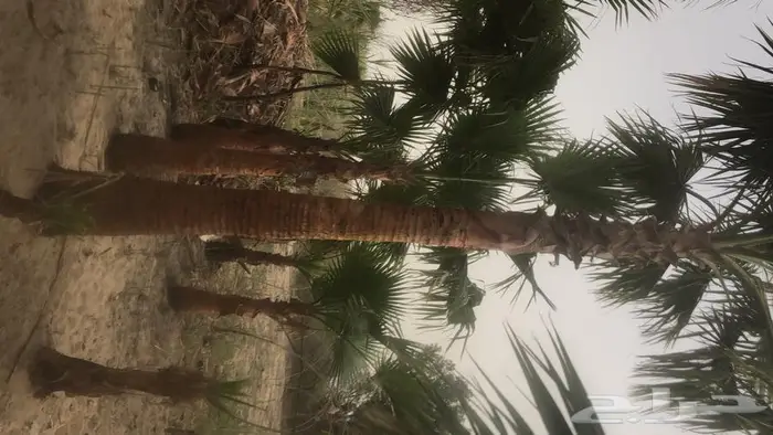 نبيع نخيل الواشنطونيا واشجار الزينه 0