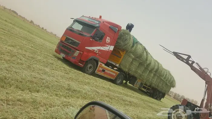 اللبيع لفات صافي وناعم شد طيب. إنتاج هذي السنه 51