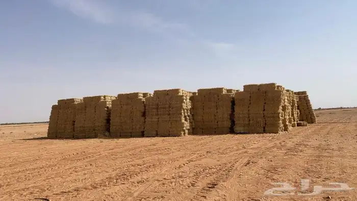 تبن قمح فيه نسبة قمح 0