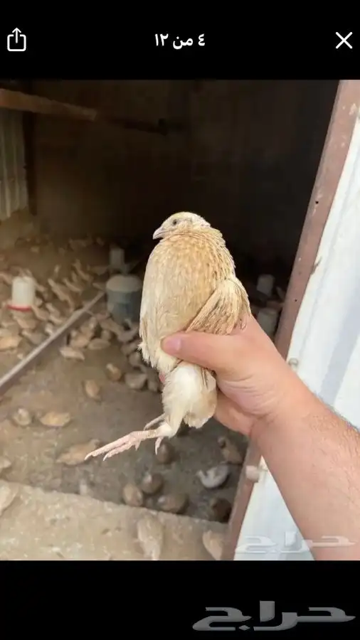 سمان وبيض سمان فري 3