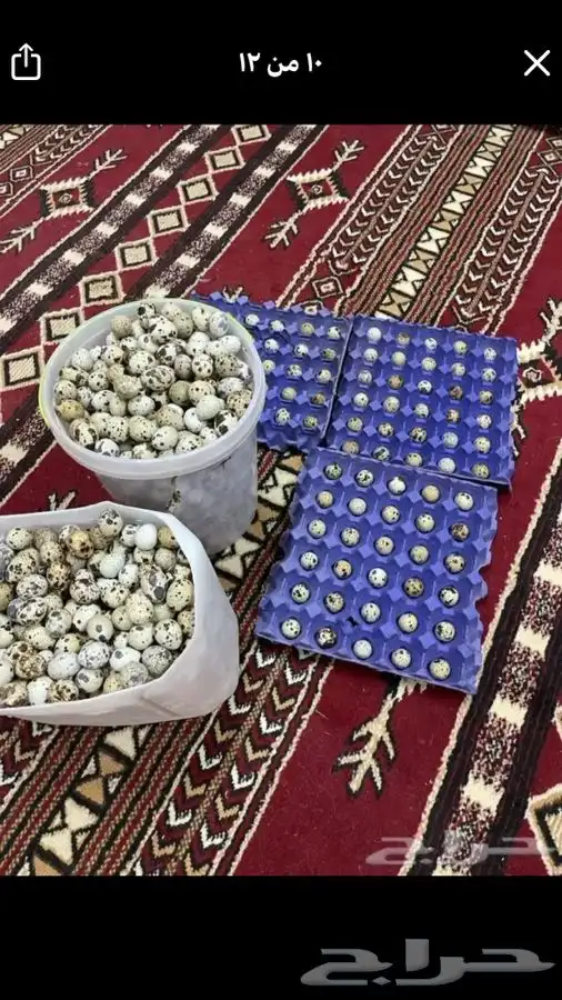 سمان وبيض سمان فري 4