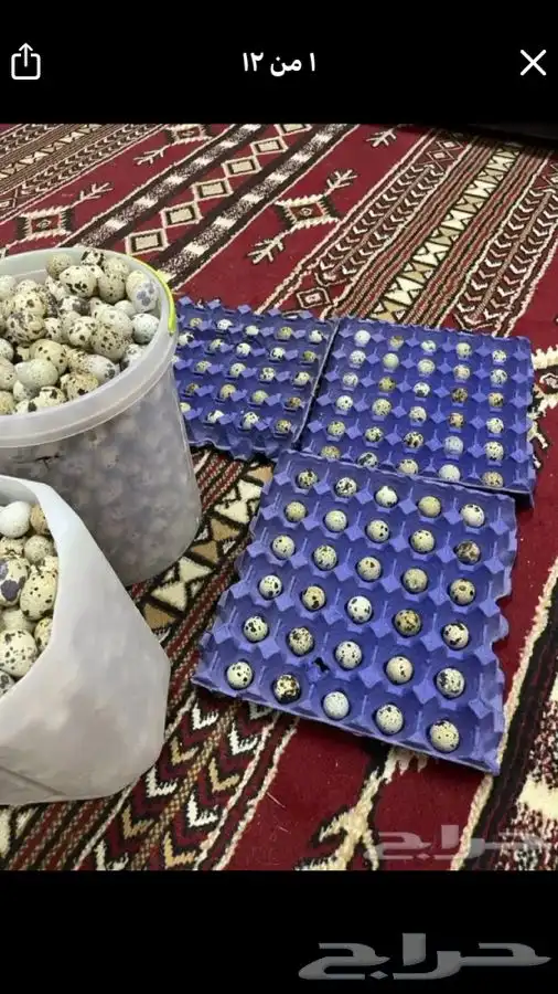 سمان وبيض سمان فري 0