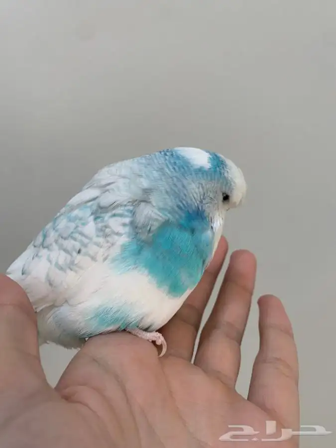 ذكر بادجي انقليزي 1