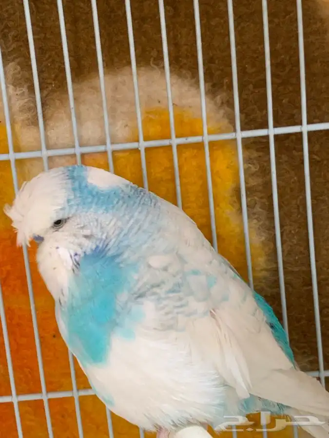 ذكر بادجي انقليزي 0