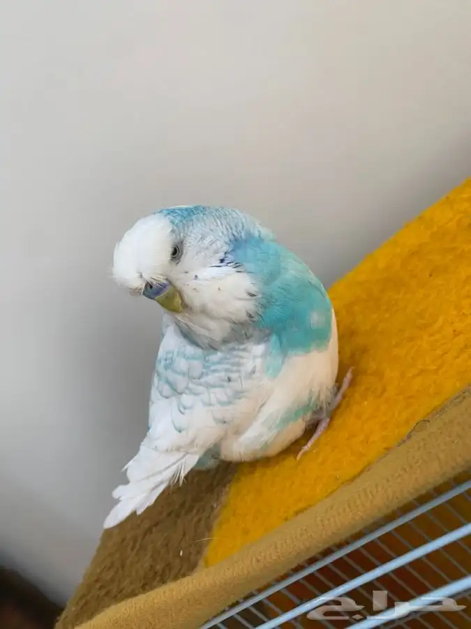 ذكر بادجي انقليزي 2