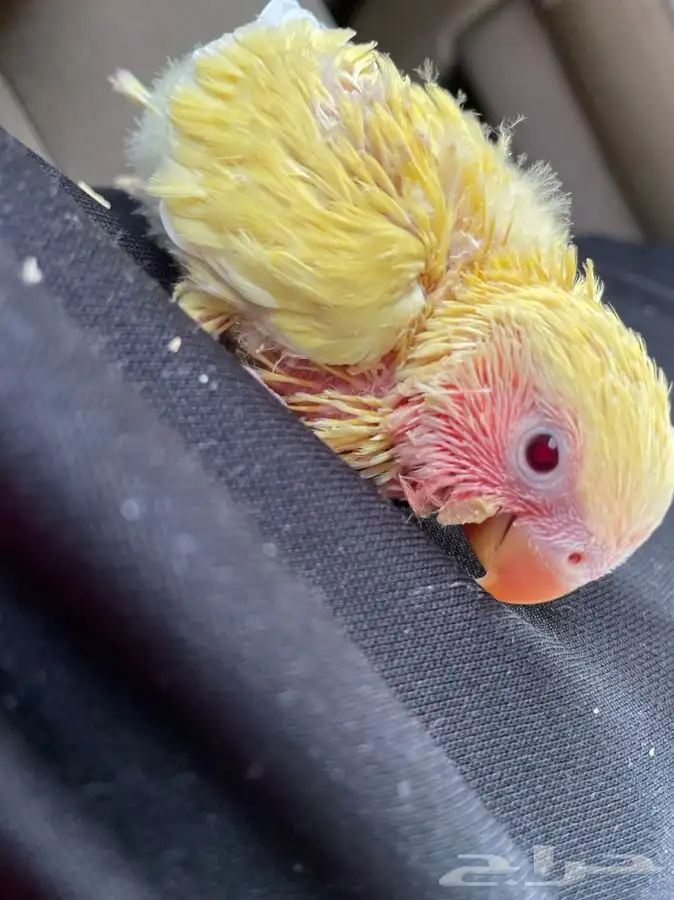 فروخ روز لمحبي الهدد بارخص الاسعار(تم البيع) 0