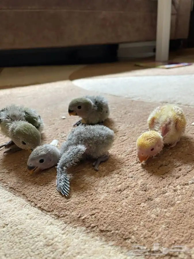 فروخ روز لمحبي الهدد بارخص الاسعار(تم البيع) 1