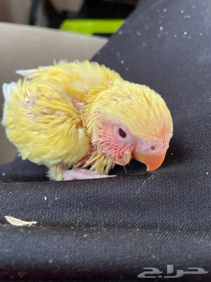 فروخ روز لمحبي الهدد بارخص الاسعار(تم البيع) 2